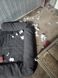 Couchages chiens refusés